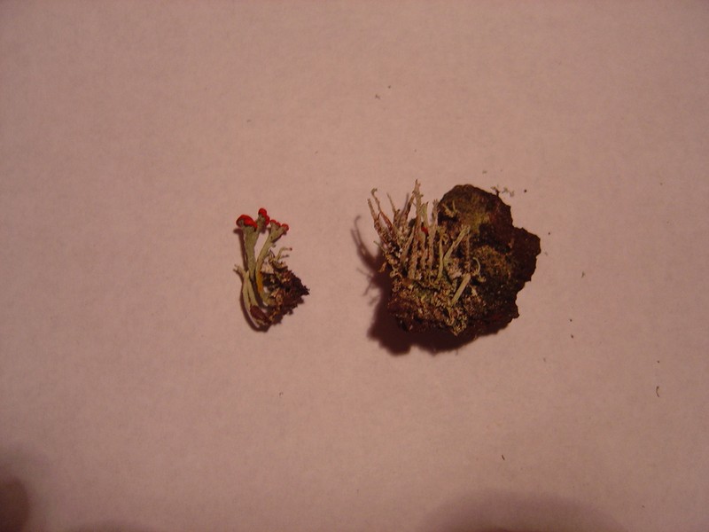 Transcend Cup Lichen photo 3