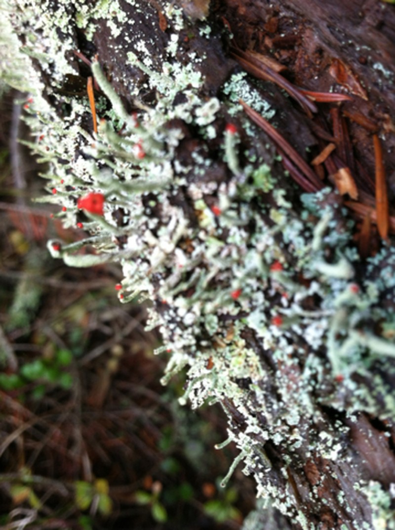 Transcend Cup Lichen photo 4