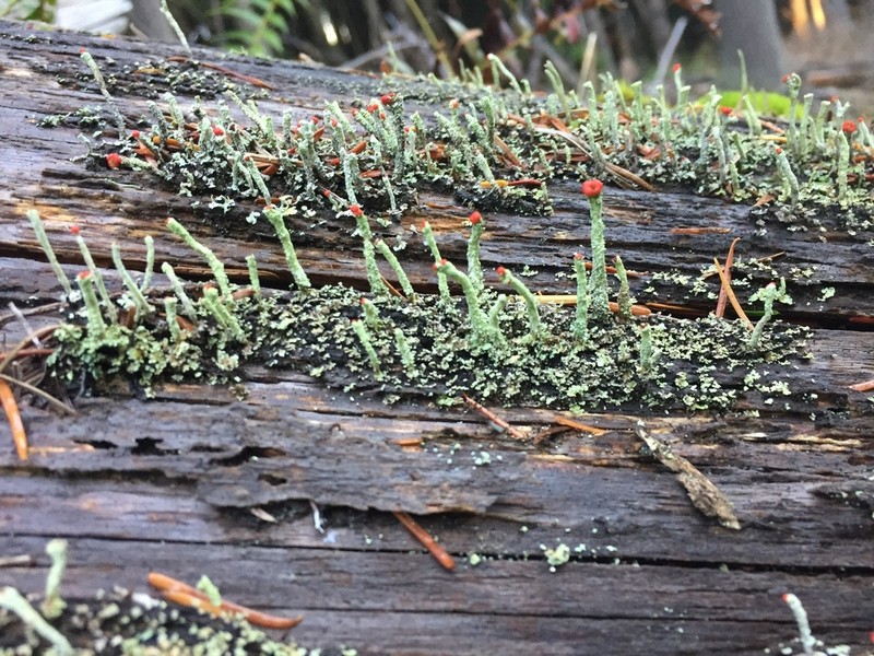Transcend Cup Lichen photo 5