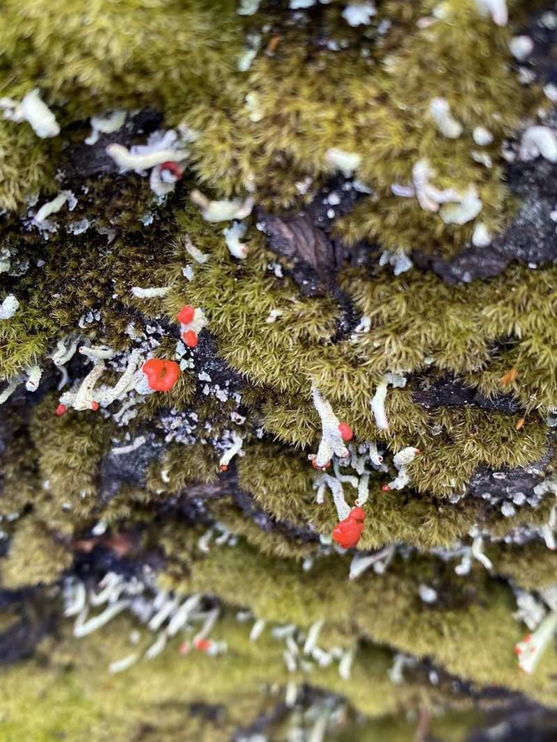 Transcend Cup Lichen photo 6