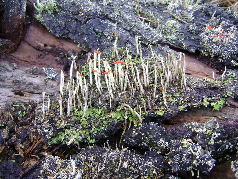 Transcend Cup Lichen photo 7