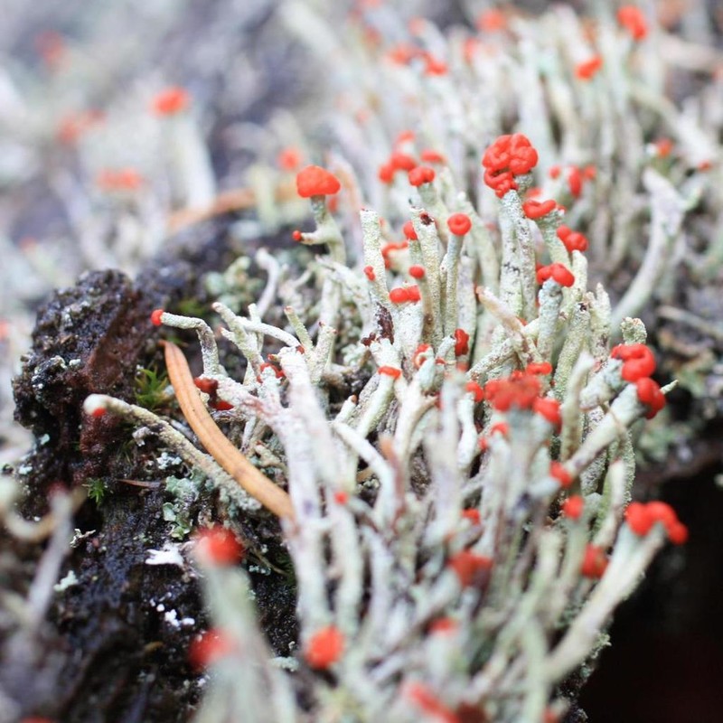 Transcend Cup Lichen photo 8