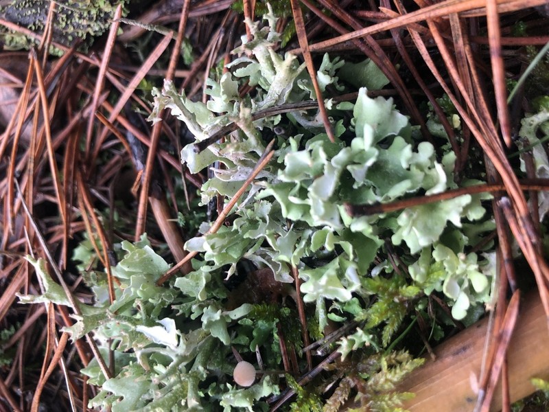 Turgid Cup Lichen