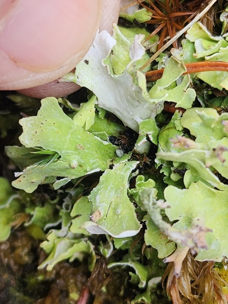 Turgid Cup Lichen photo 2