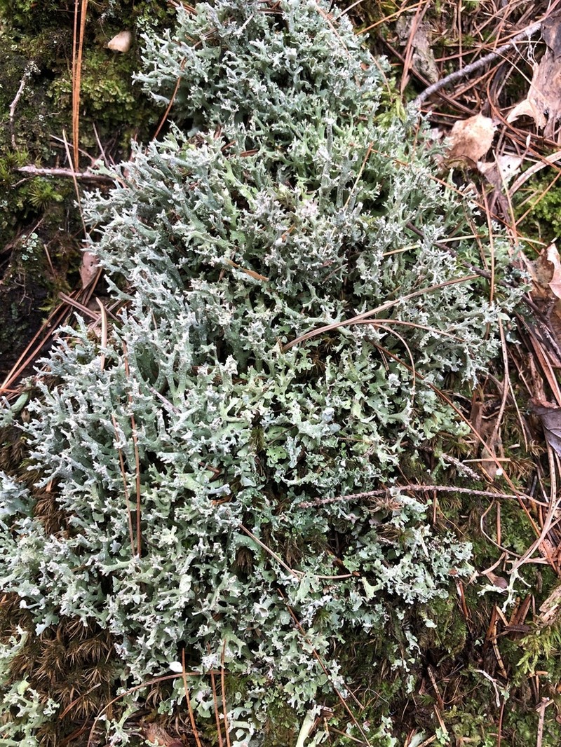 Turgid Cup Lichen photo 3
