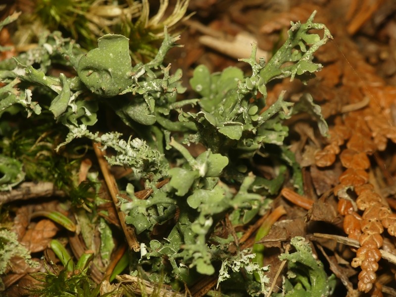Turgid Cup Lichen photo 4