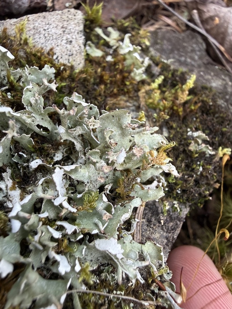 Turgid Cup Lichen photo 5