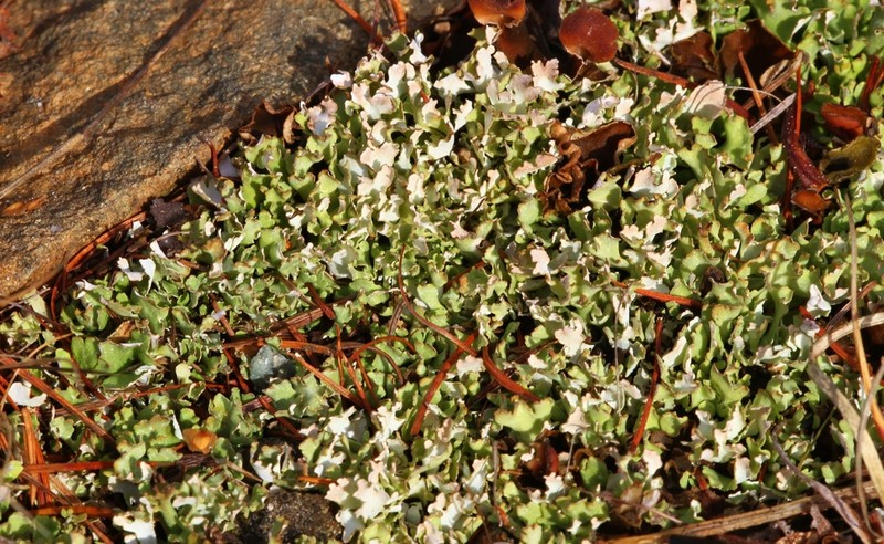 Turgid Cup Lichen photo 6