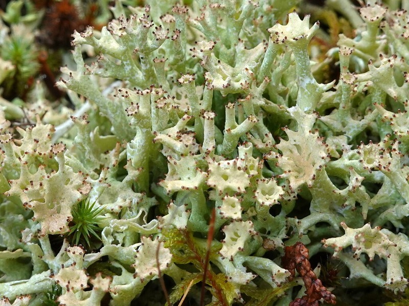 Turgid Cup Lichen photo 7