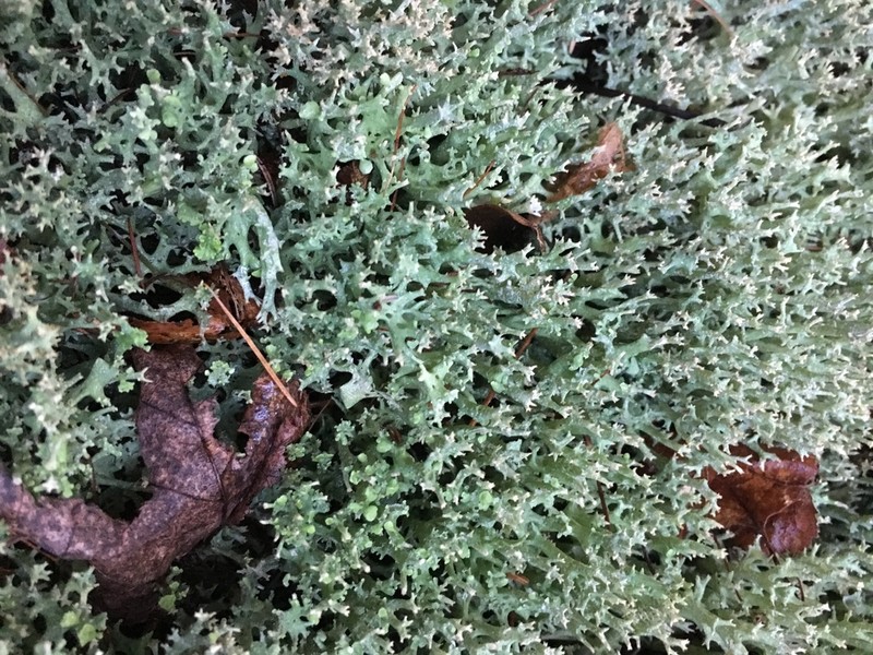 Turgid Cup Lichen photo 8