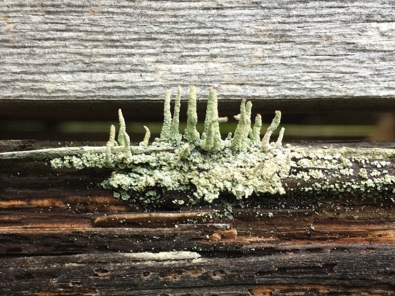 Cup Lichen