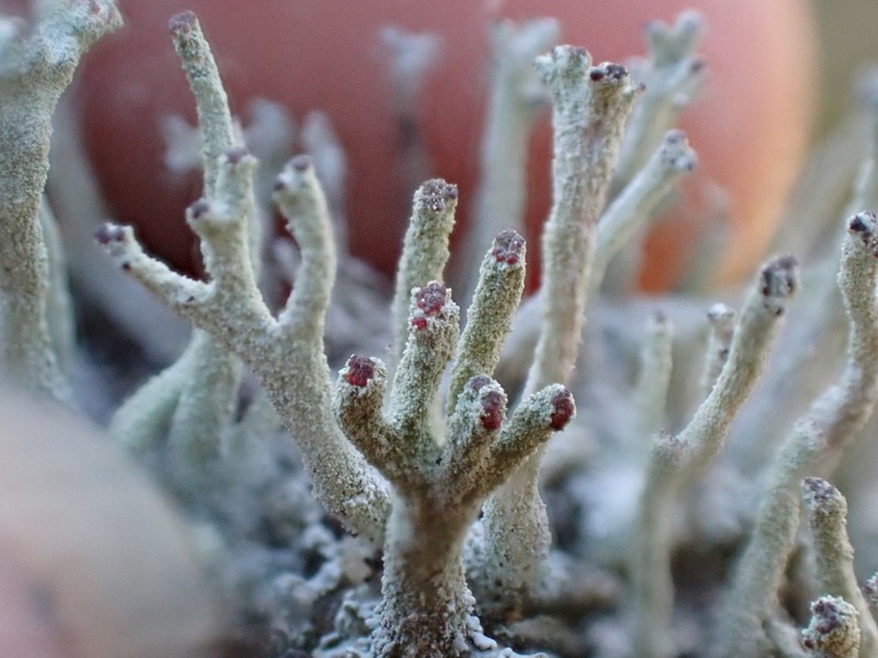 Cup Lichen