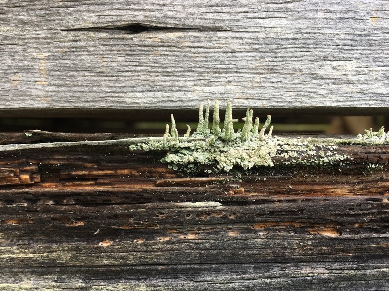 Cup Lichen photo 2
