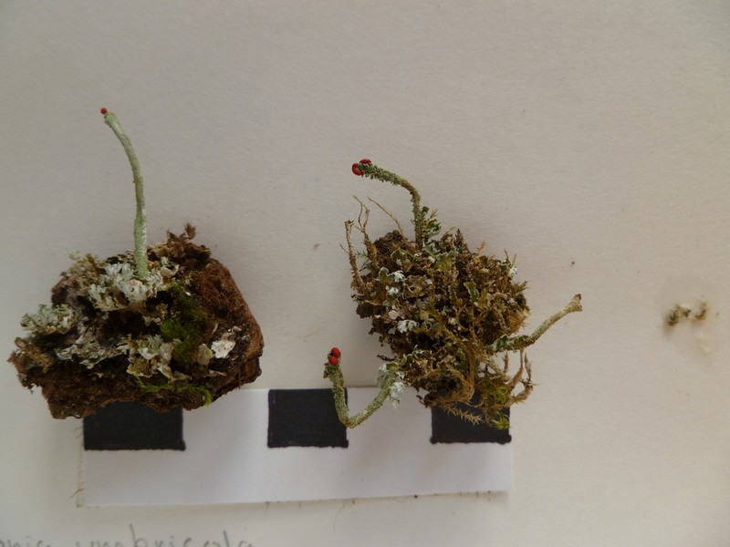 Cup Lichen photo 3