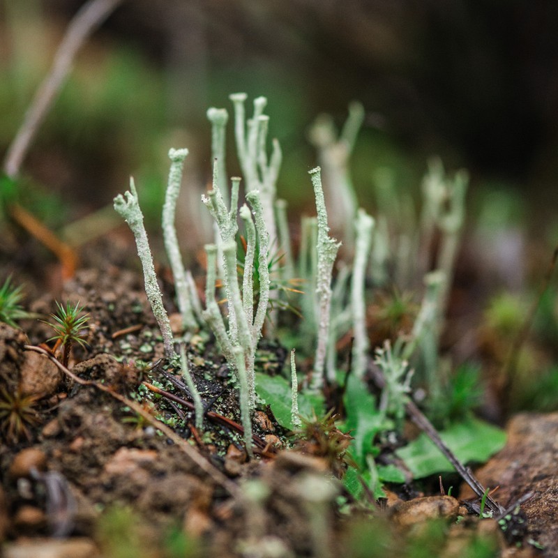 Cup Lichen photo 4