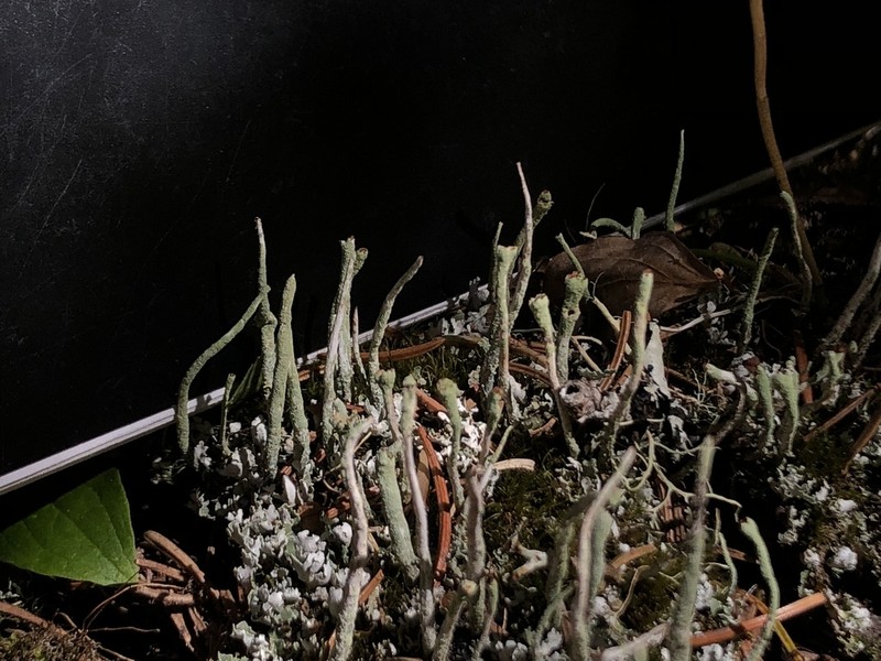 Cup Lichen photo 5