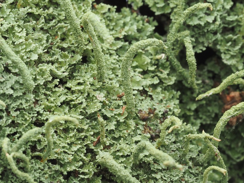 Cup Lichen photo 6