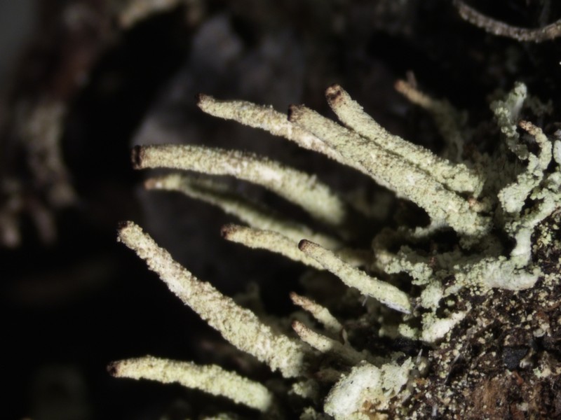 Cup Lichen photo 7