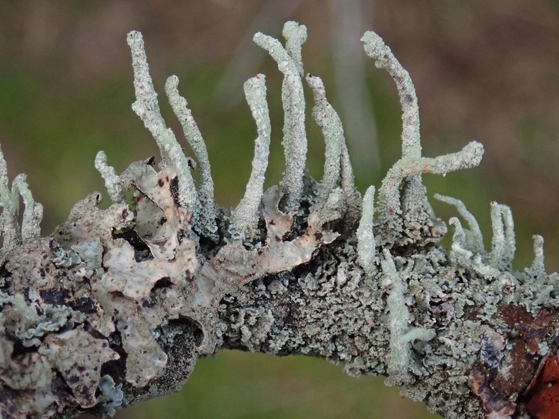 Cup Lichen photo 8