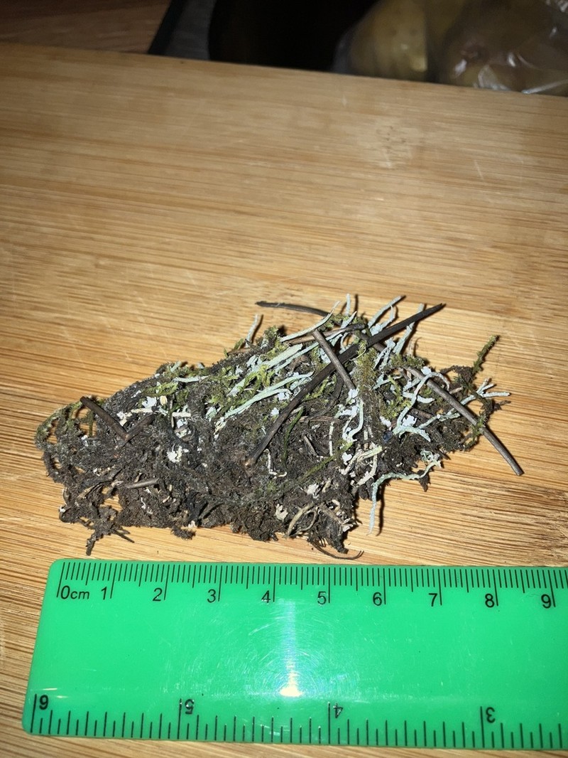Cup Lichen