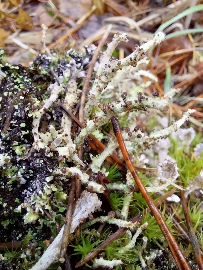 Cup Lichen photo 2