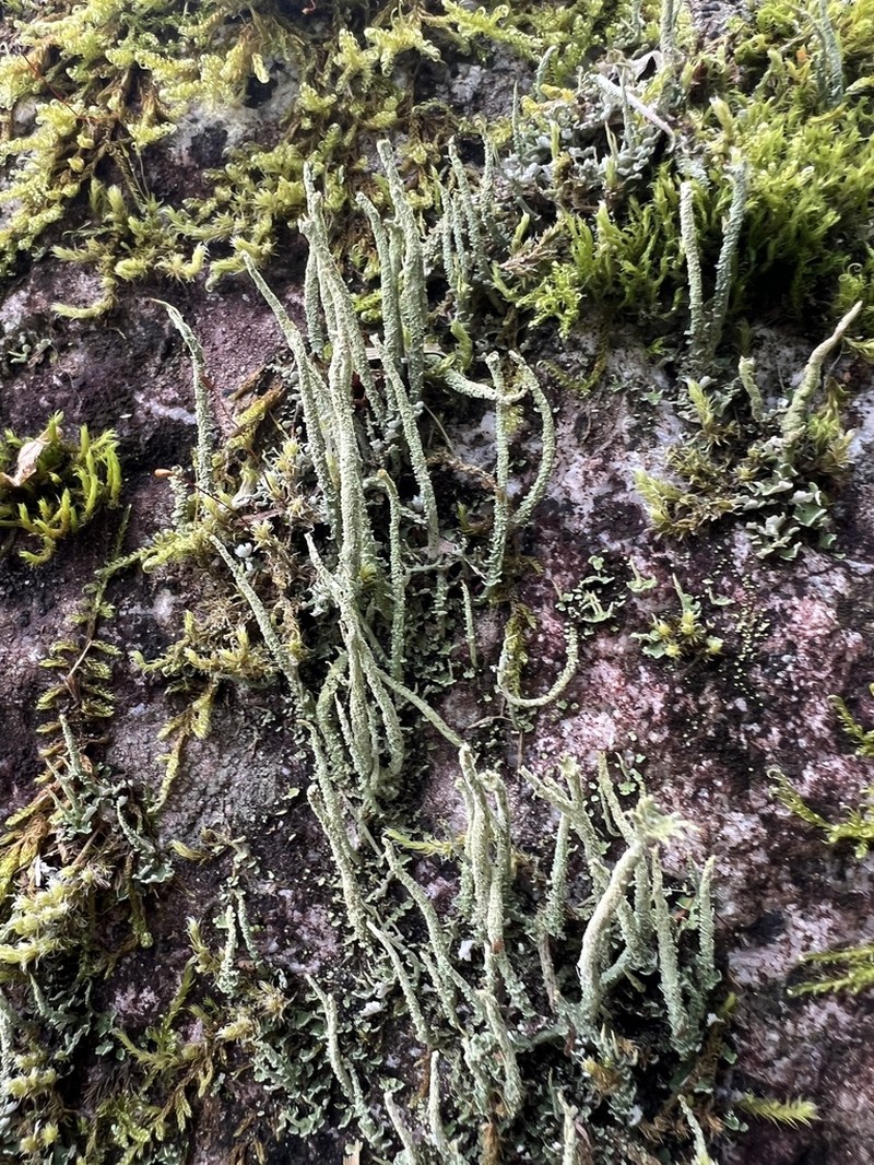 Cup Lichen photo 3