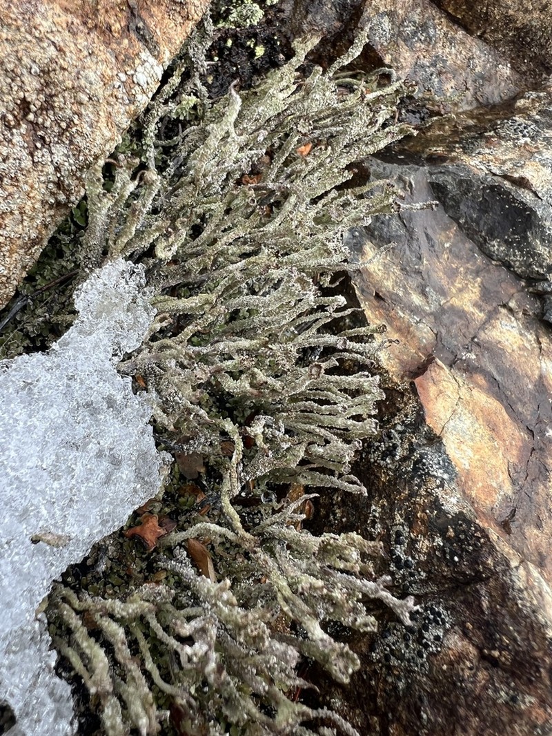 Cup Lichen photo 4