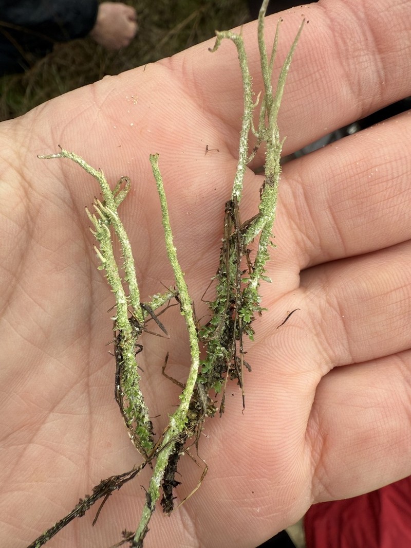 Cup Lichen photo 5