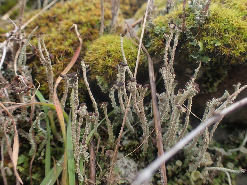 Cup Lichen photo 6