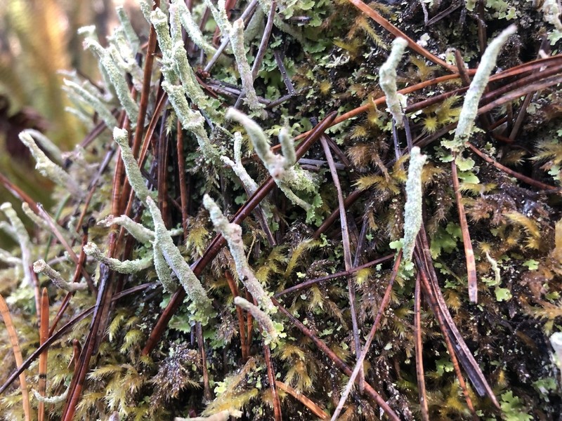 Cup Lichen photo 7