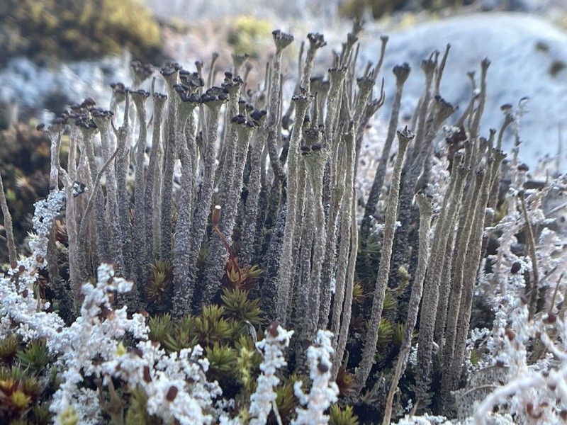 Cup Lichen photo 8
