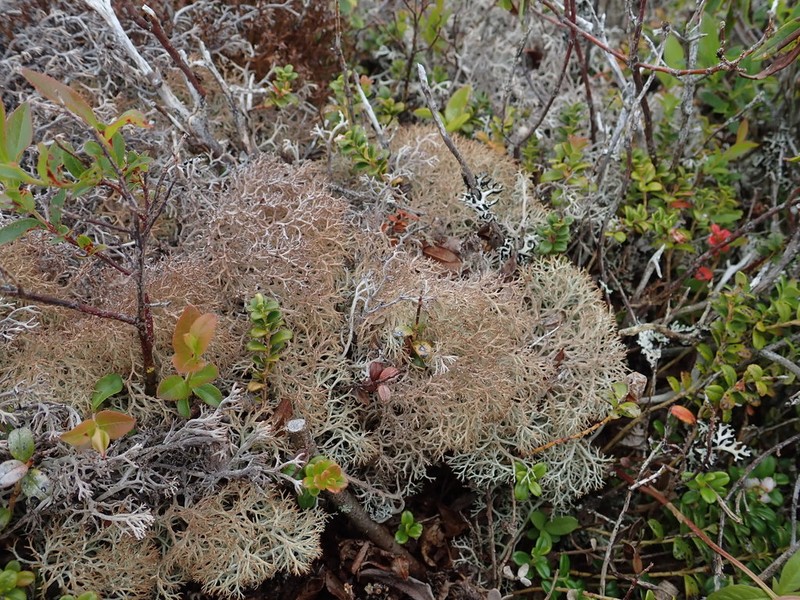 Wain's Cup Lichen
