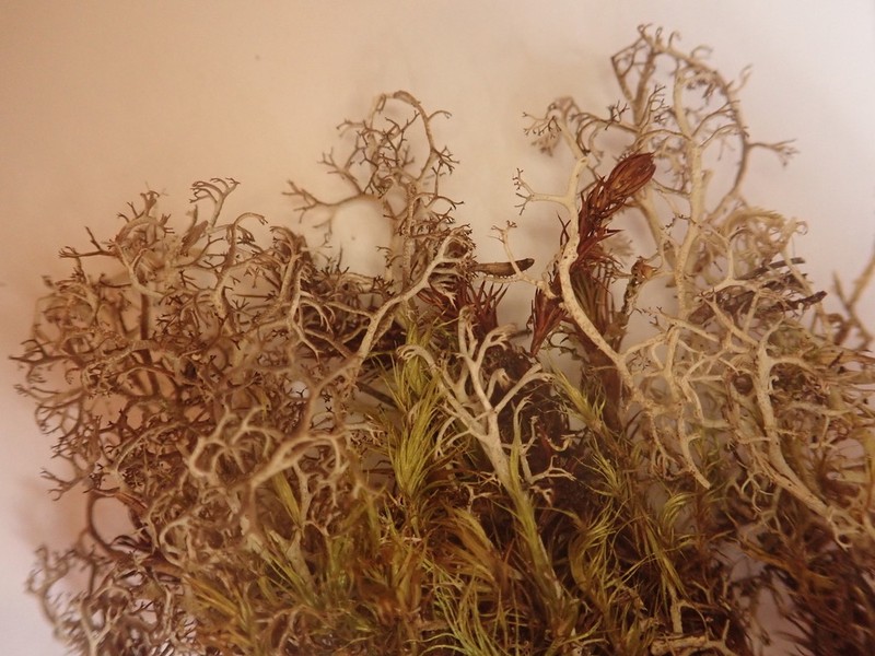 Wain's Cup Lichen photo 2