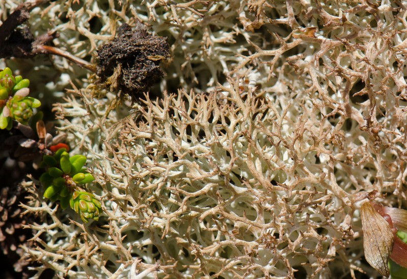 Wain's Cup Lichen photo 3