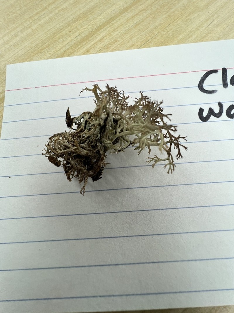 Wain's Cup Lichen photo 4