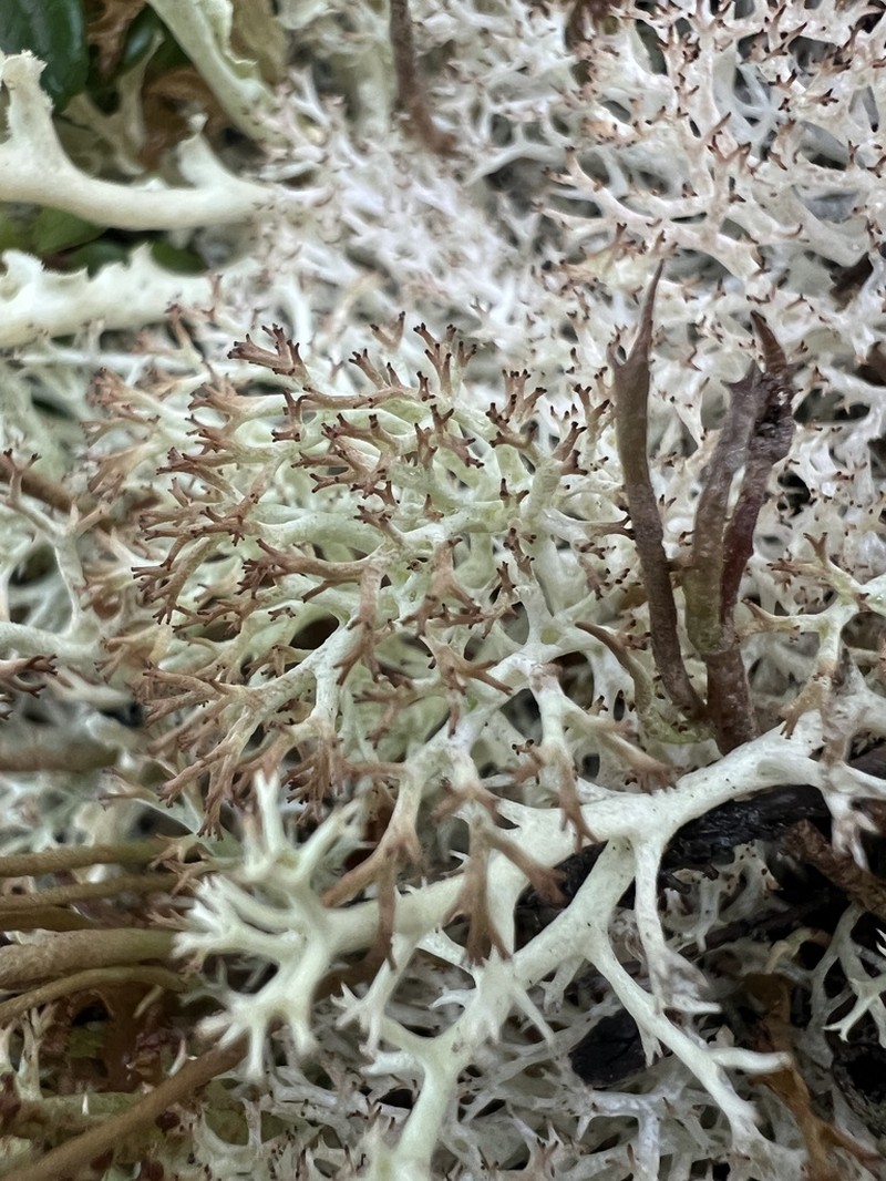 Wain's Cup Lichen photo 5