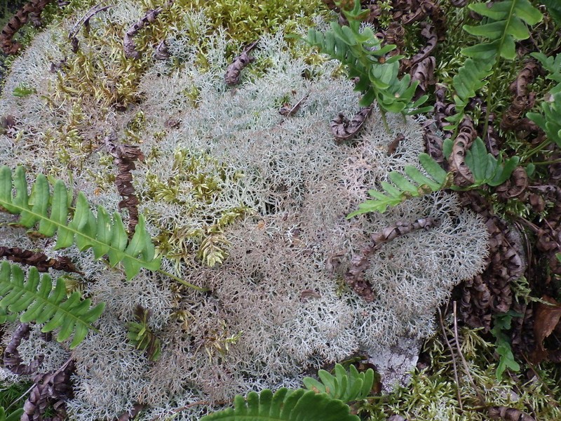 Wain's Cup Lichen photo 6