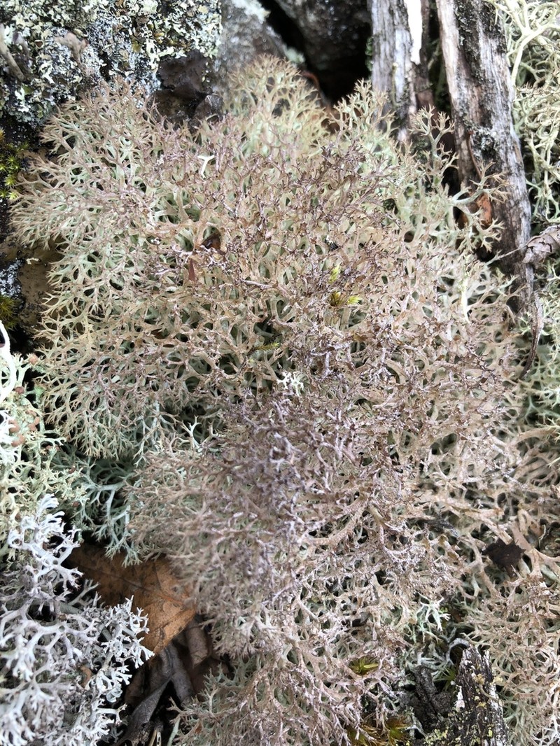 Wain's Cup Lichen photo 7