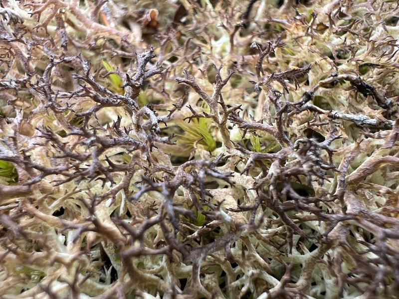 Wain's Cup Lichen photo 8