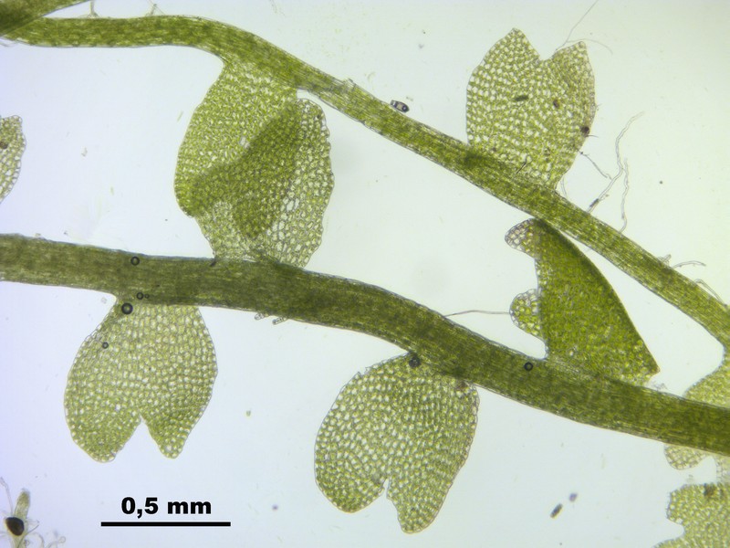Cladopodiella fluitans