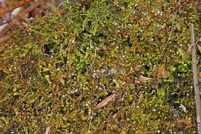 Cladopodiella francisci