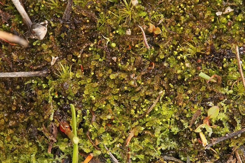 Cladopodiella francisci photo 2