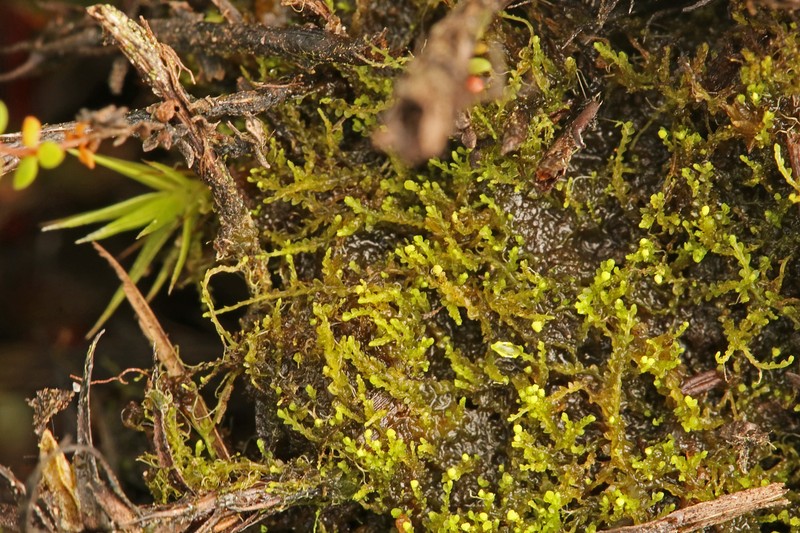 Cladopodiella francisci photo 3