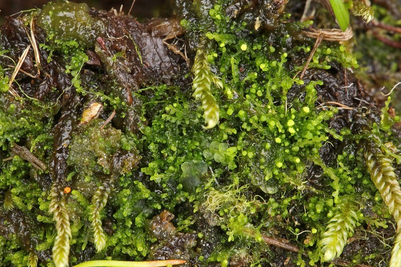 Cladopodiella francisci photo 4