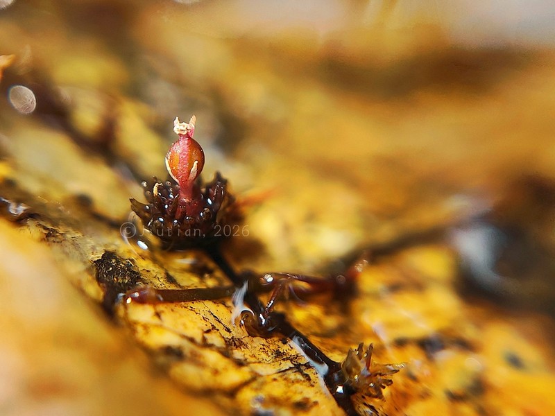 Cladopus yangjiangensis