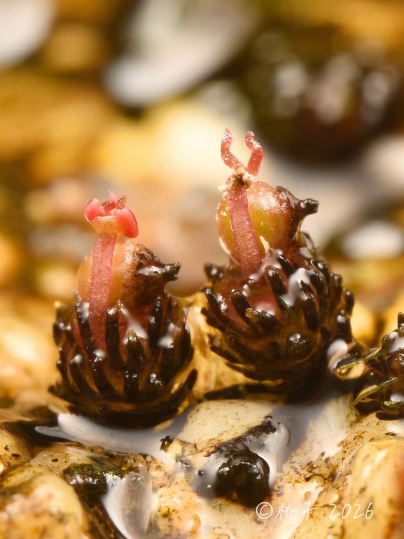 Cladopus yangjiangensis photo 2