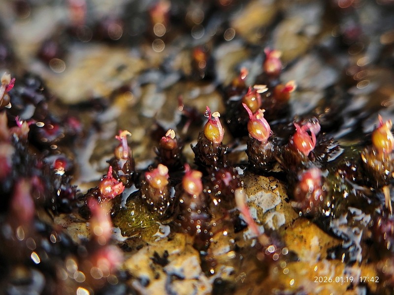 Cladopus yangjiangensis photo 3