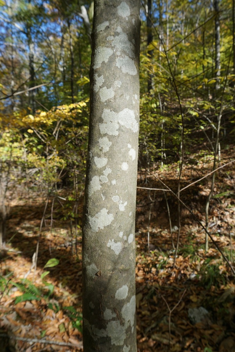 Kentucky Yellowwood