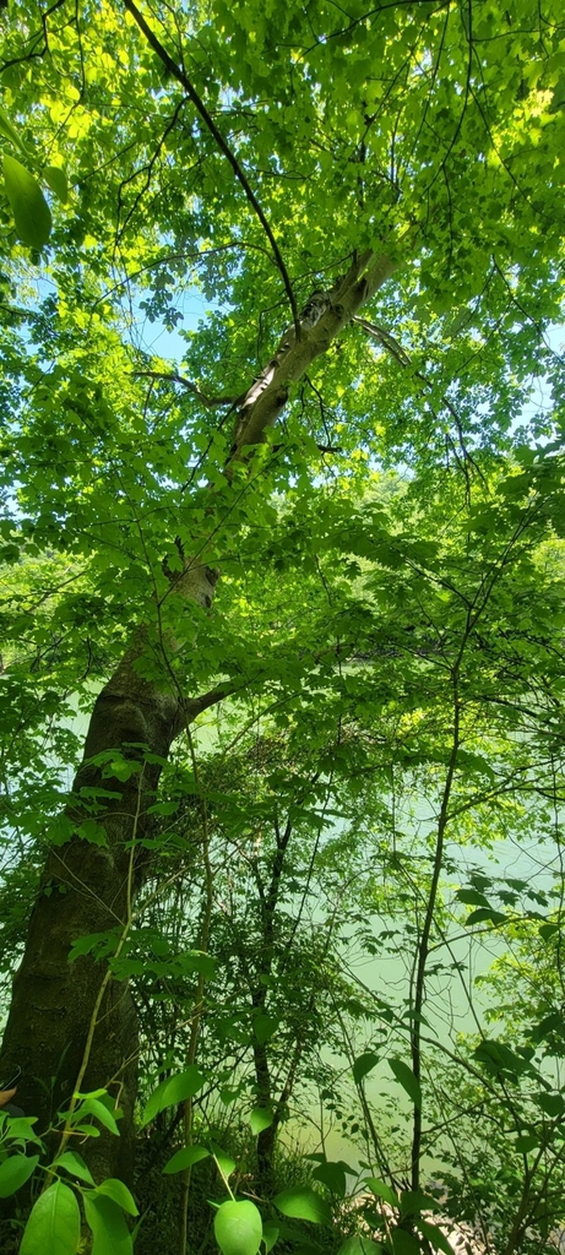 Kentucky Yellowwood photo 2