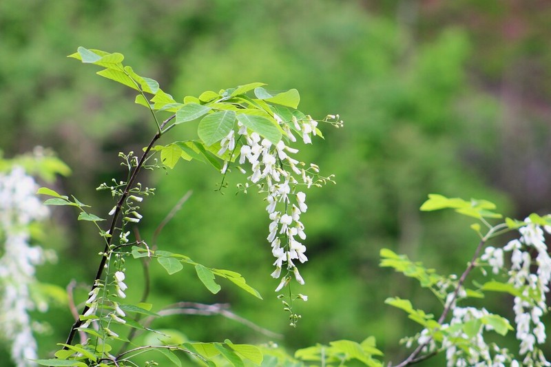 Kentucky Yellowwood photo 3